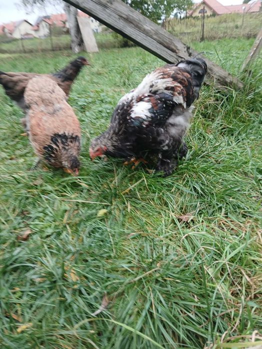 Koguty mix brahma i barnevelder