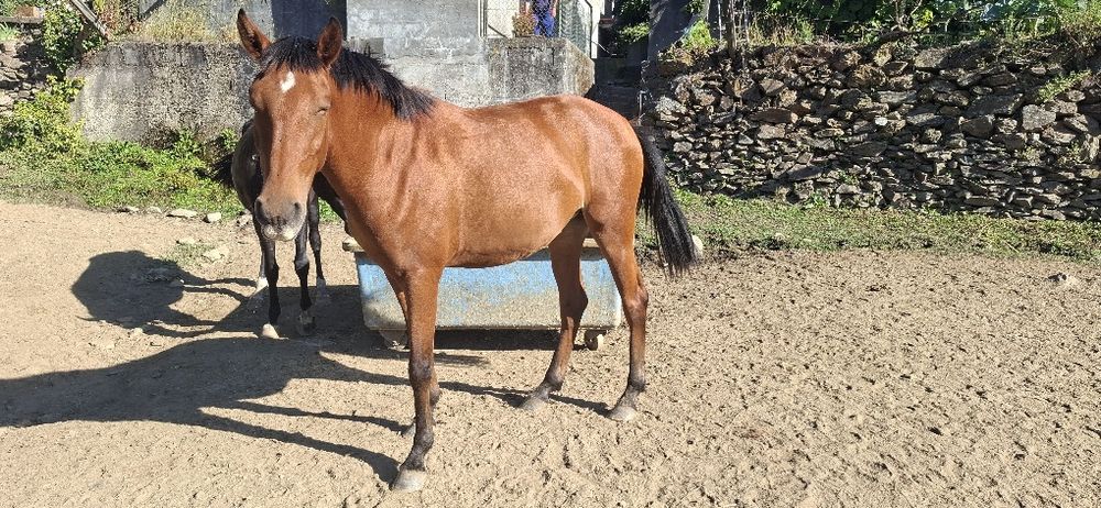 Vendo poldra com 3anos PSL
