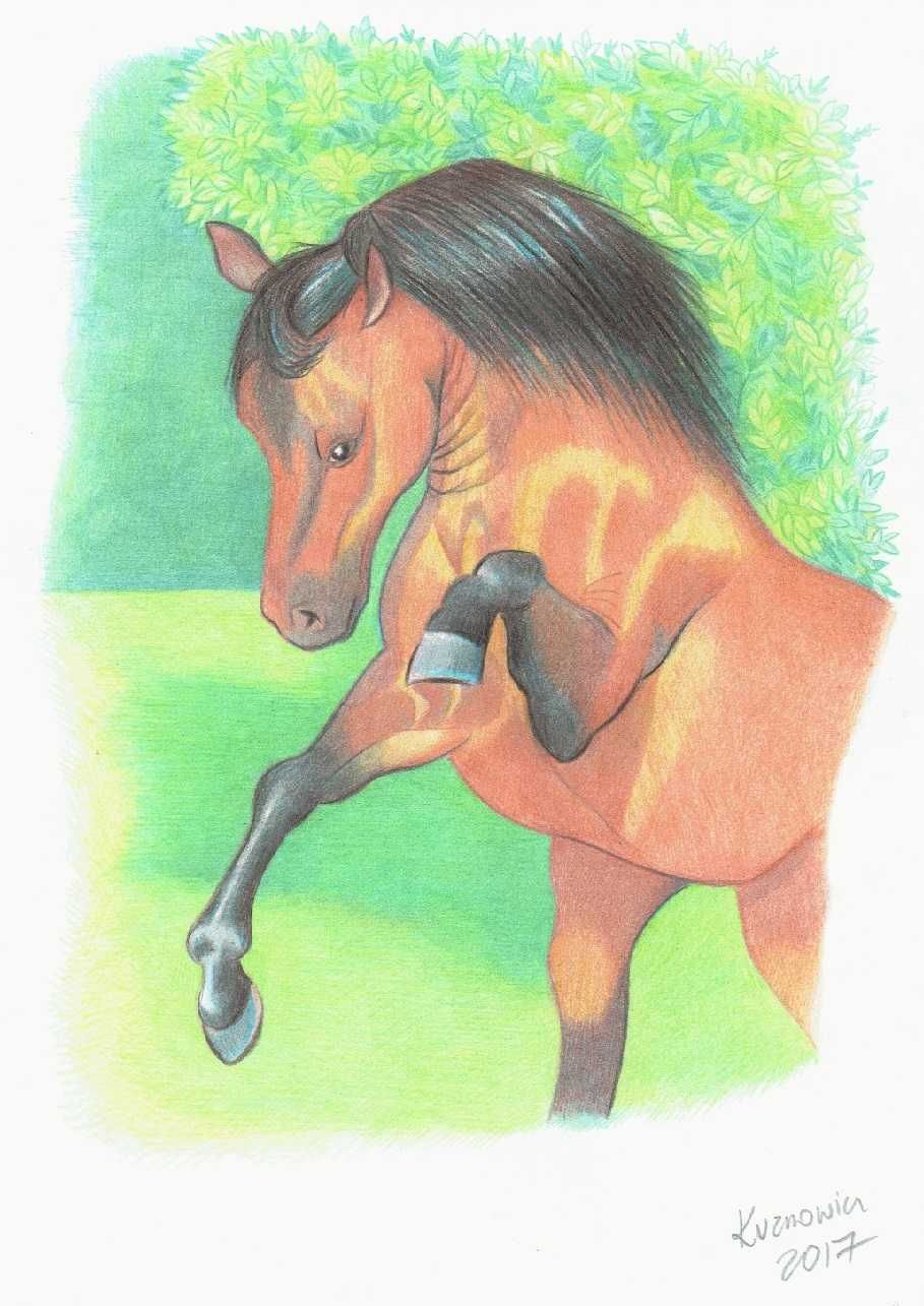 obraz - rysunek konia na łące / portret konik / koń