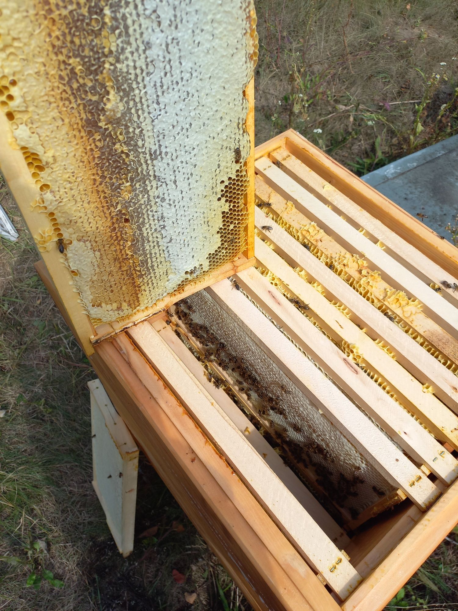 бджолосім'ї  на рутовську рамку