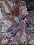 Carribena Versicolor samica DC5