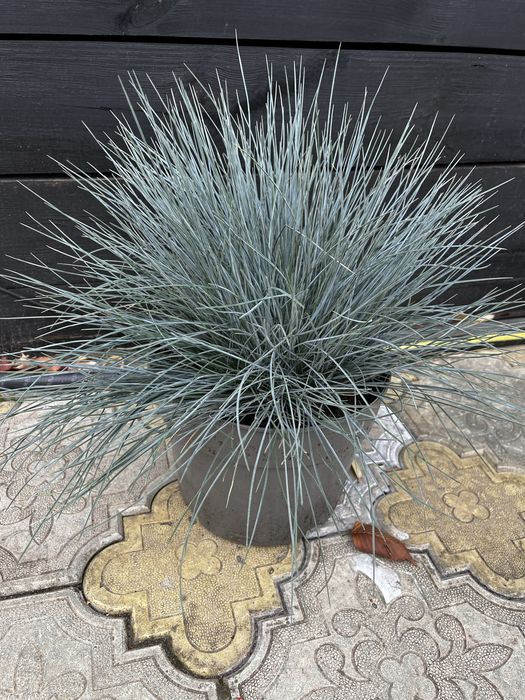 Овсянница сизая / голуьая