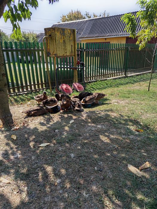 Продаю качки за 350 грн