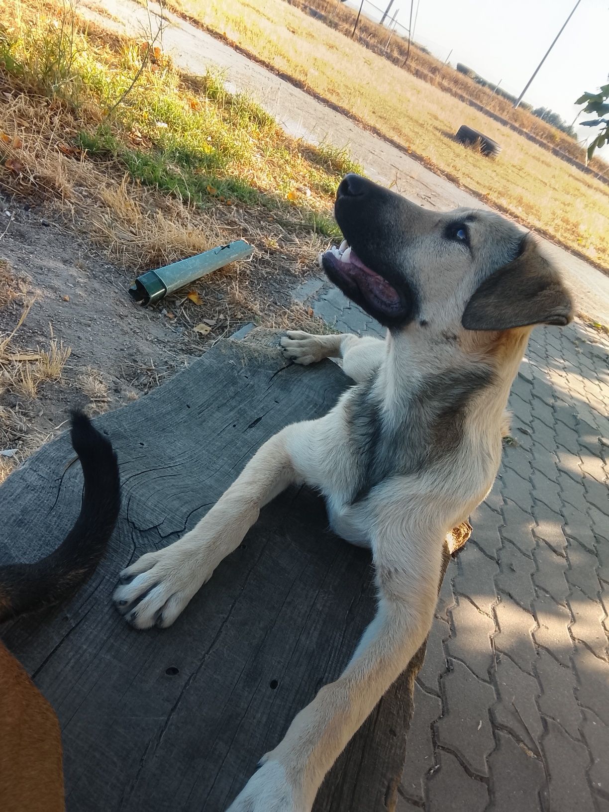 Cão para adopção