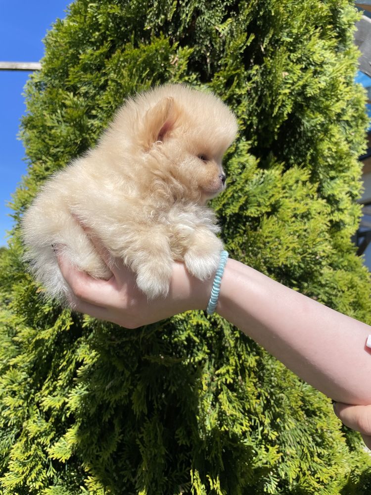 Pomeranian mini mini biszkoptowy chlopiec