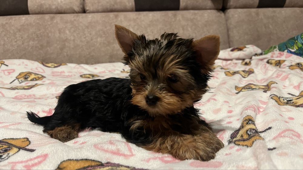 Suczka suczki yorkshirre terrier