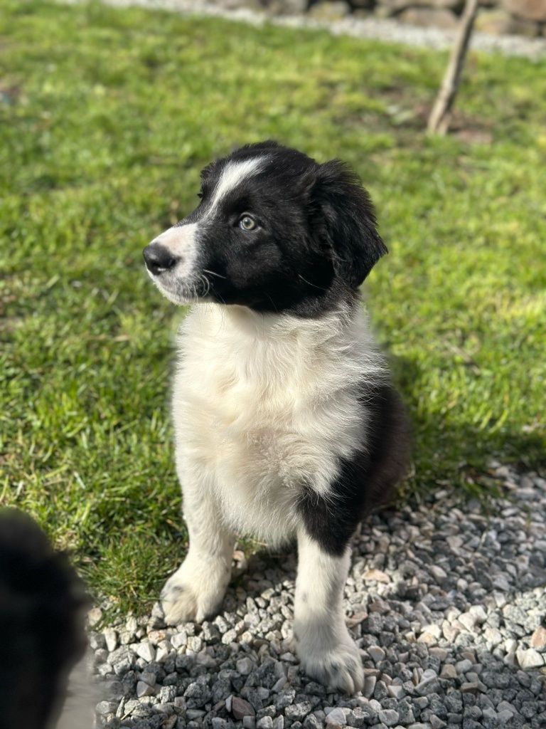 Piesek Border Collie czarnobiały