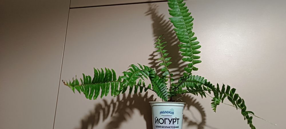 Продам колеус папоротник папоротьпапороть сансевієрія роза комнатные р