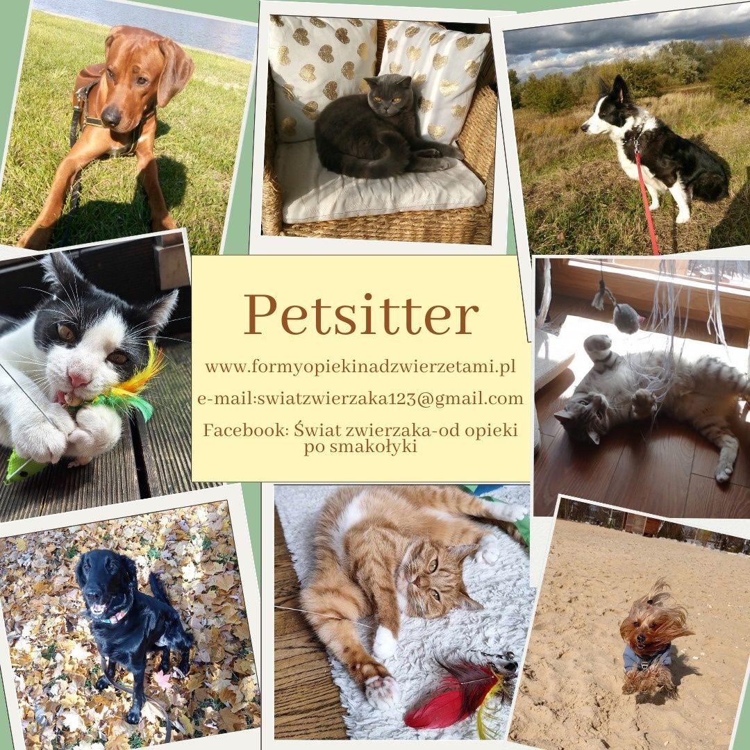 Petsitter Kraków/dietetyk (opieka nad kotem, wyprowadzanie psa Kraków)