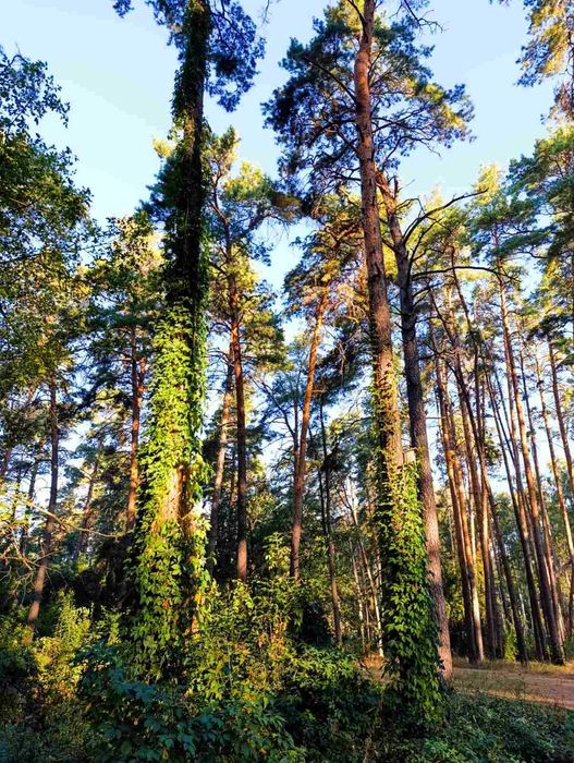 Дачний будинок -затишок і спокій !