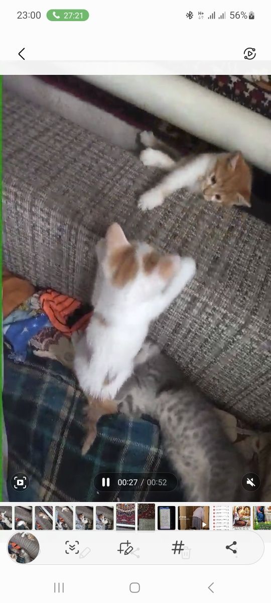 Миле біленьке кошеня, котята, кіт, котик