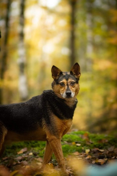 Już 6 lat czeka na dom..