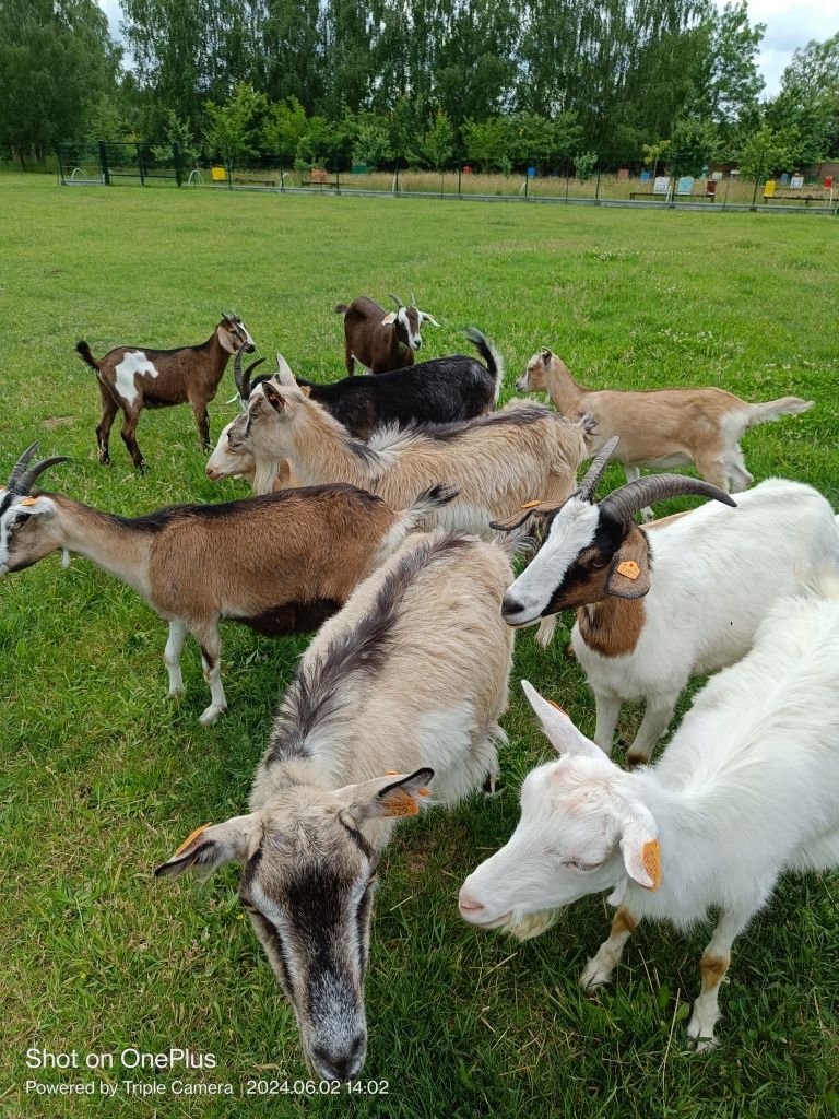 Mleko kozie, sery, jogurt, serwatka