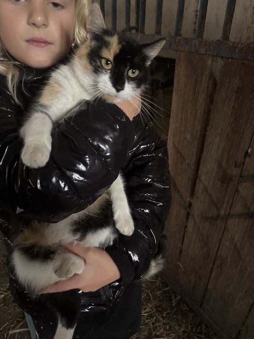 Kotka do oddania w dobre rence