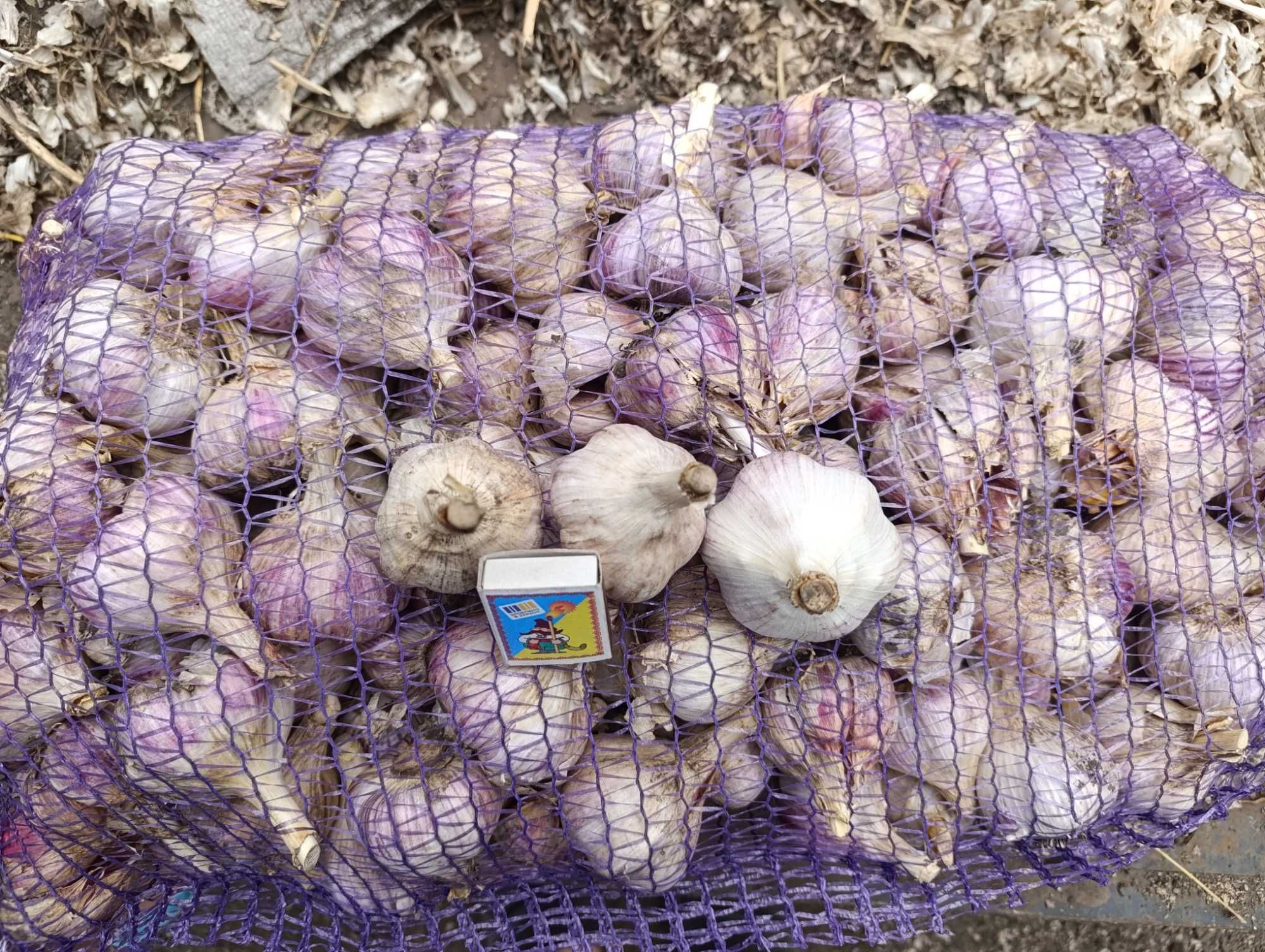 Продам часник сорту Любаша