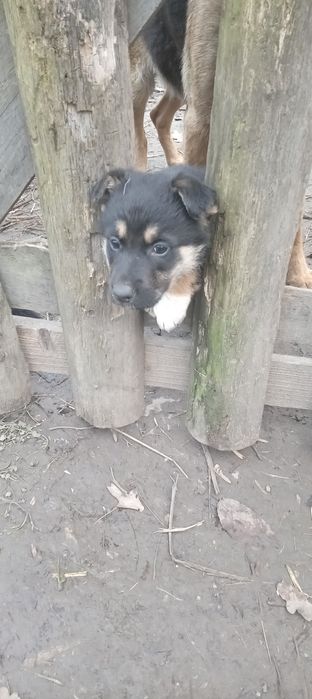 Отдам в хорошие руки