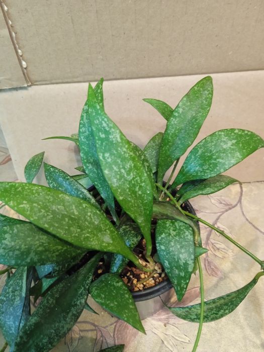 Хойї сортові зрізи