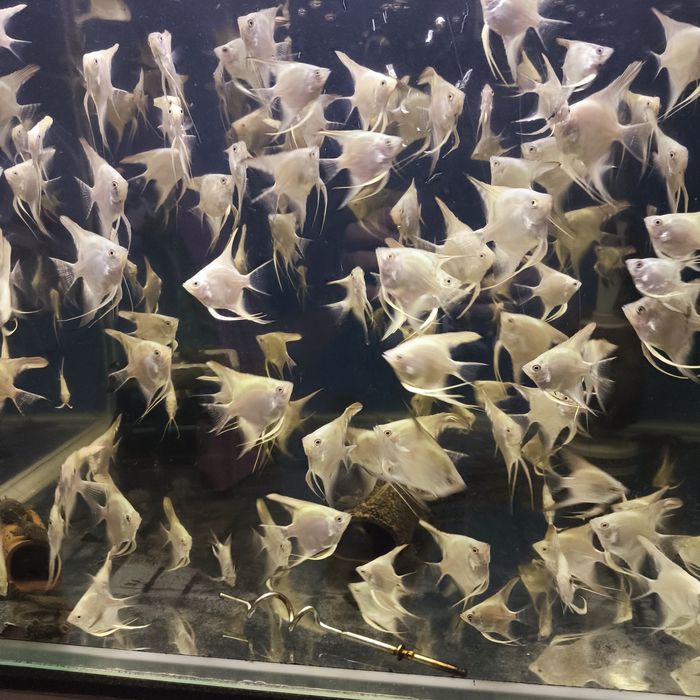 Blek frydey z prywatnej Hodowli