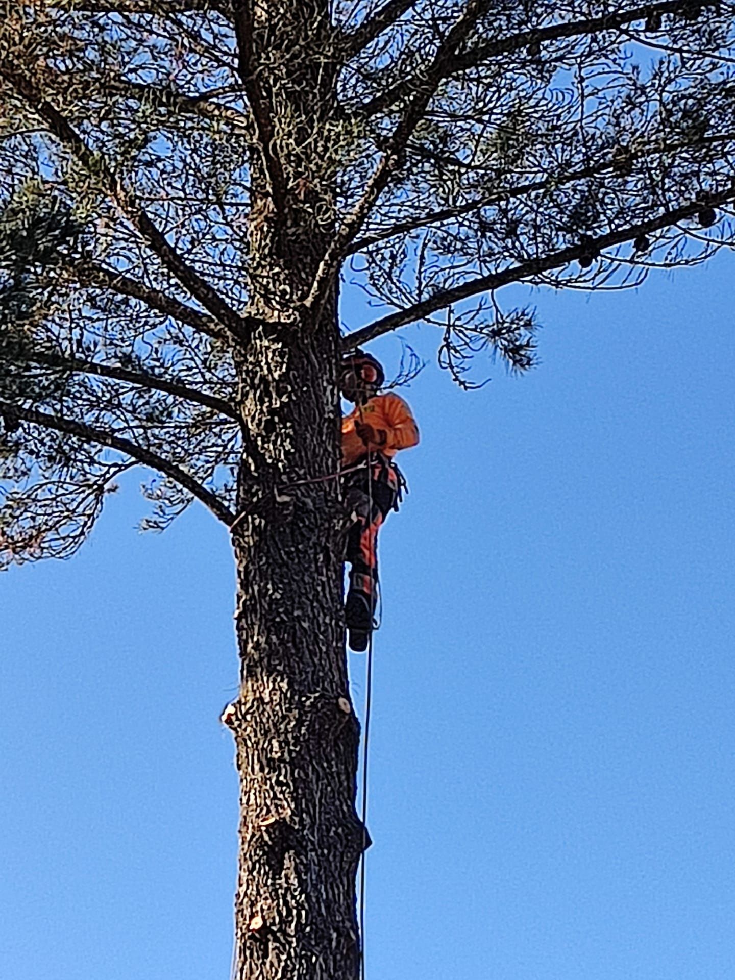 Poda e corte de árvores e limpeza de terrenos