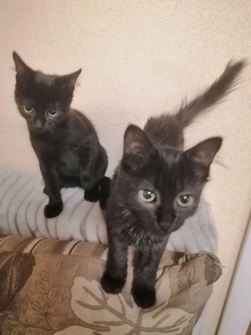 Котята в добрі руки