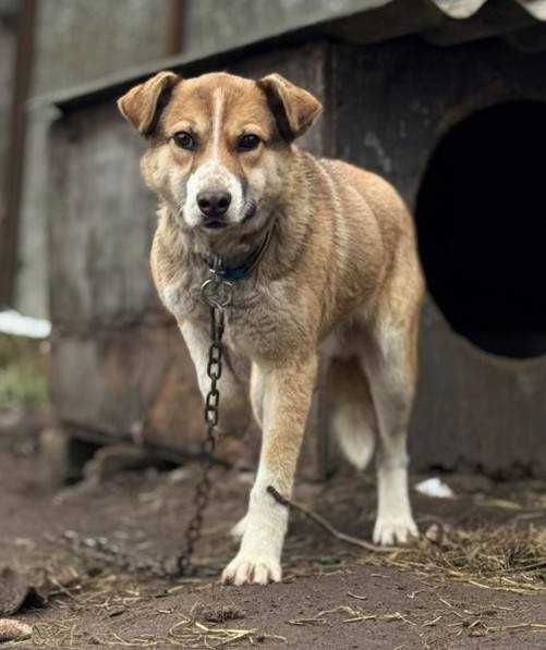 Молодий пес шукає дім.