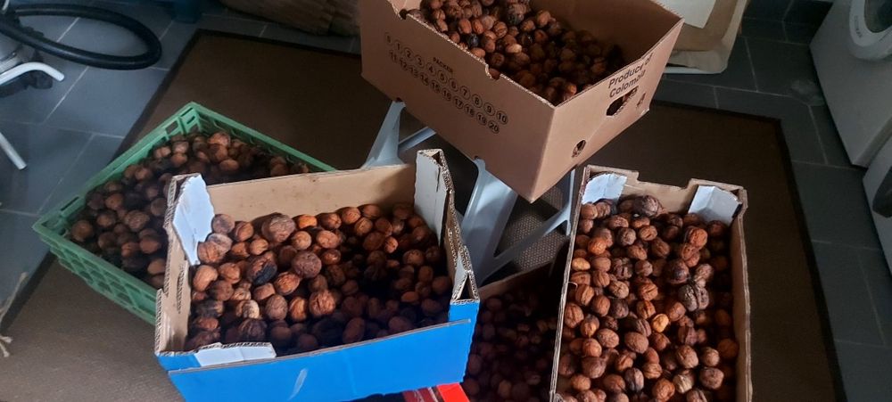 Nozes do distrito de Viseu