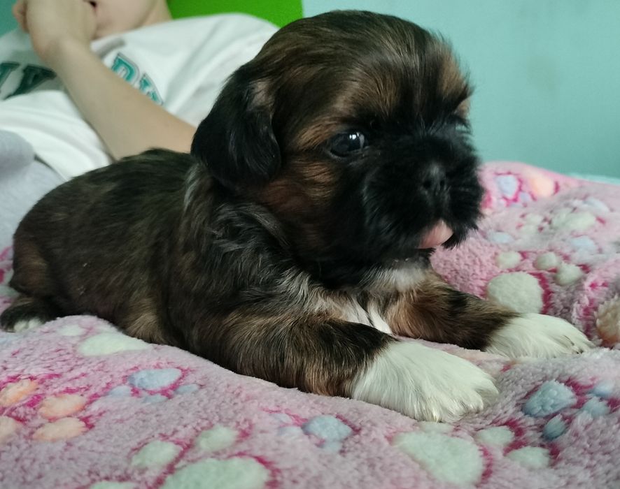 Brązowy piesek Shih Tzu