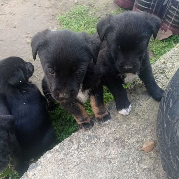 Отдам щенков (на 50% лабрадор)+380 97 574 7782