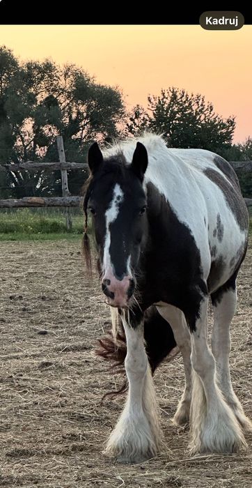 Sprzedam klacz bądź zamienię na klaczkę tarantowatą