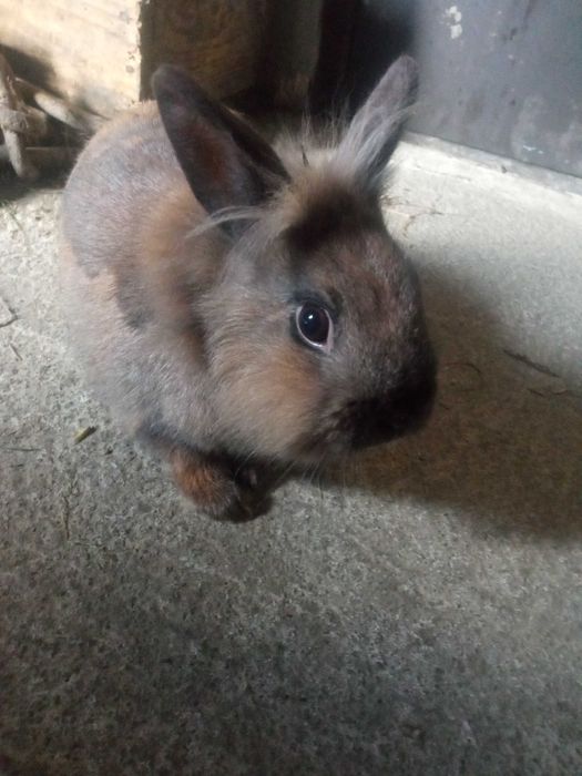 Oddam króliki w dobre ręce