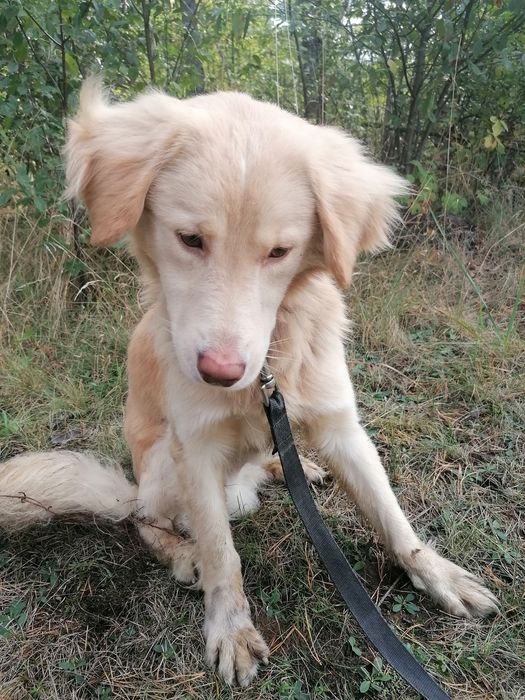 MAPET młody nieśmiały piesek w typie Golden retriever szuka domu