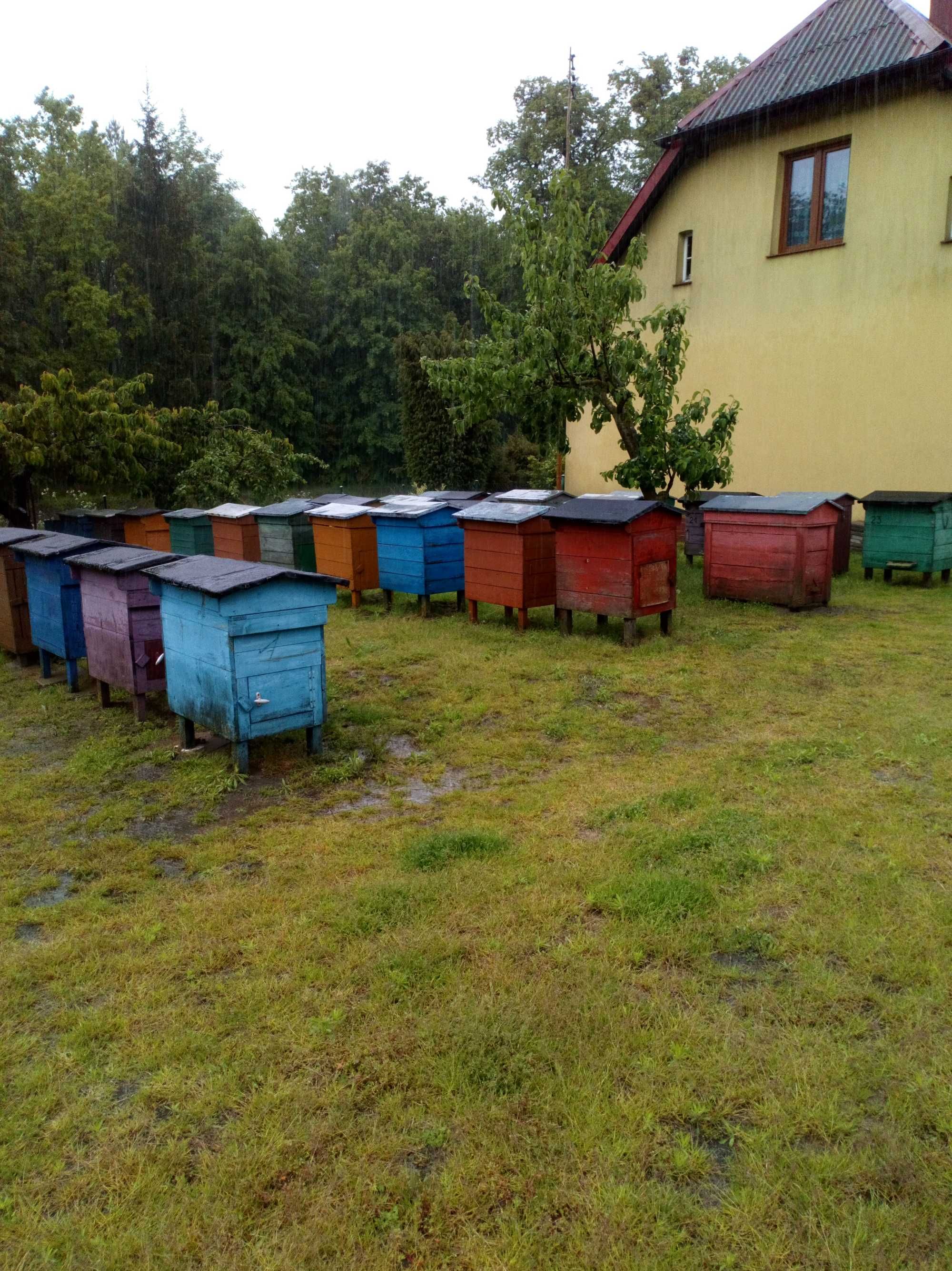 ule pszczoły pasieka