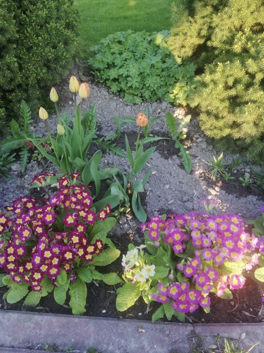 Sadzonki pierwiosnków mix 10 sztuk