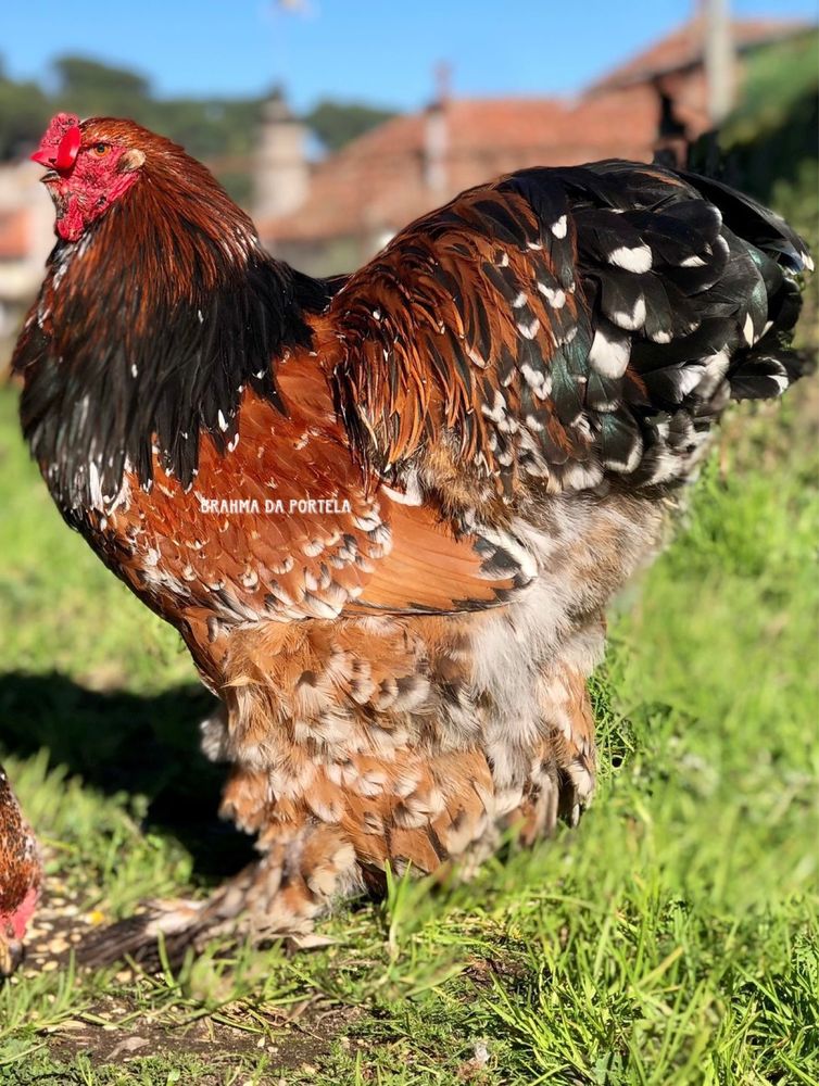 BRAHMA MIL FLORES