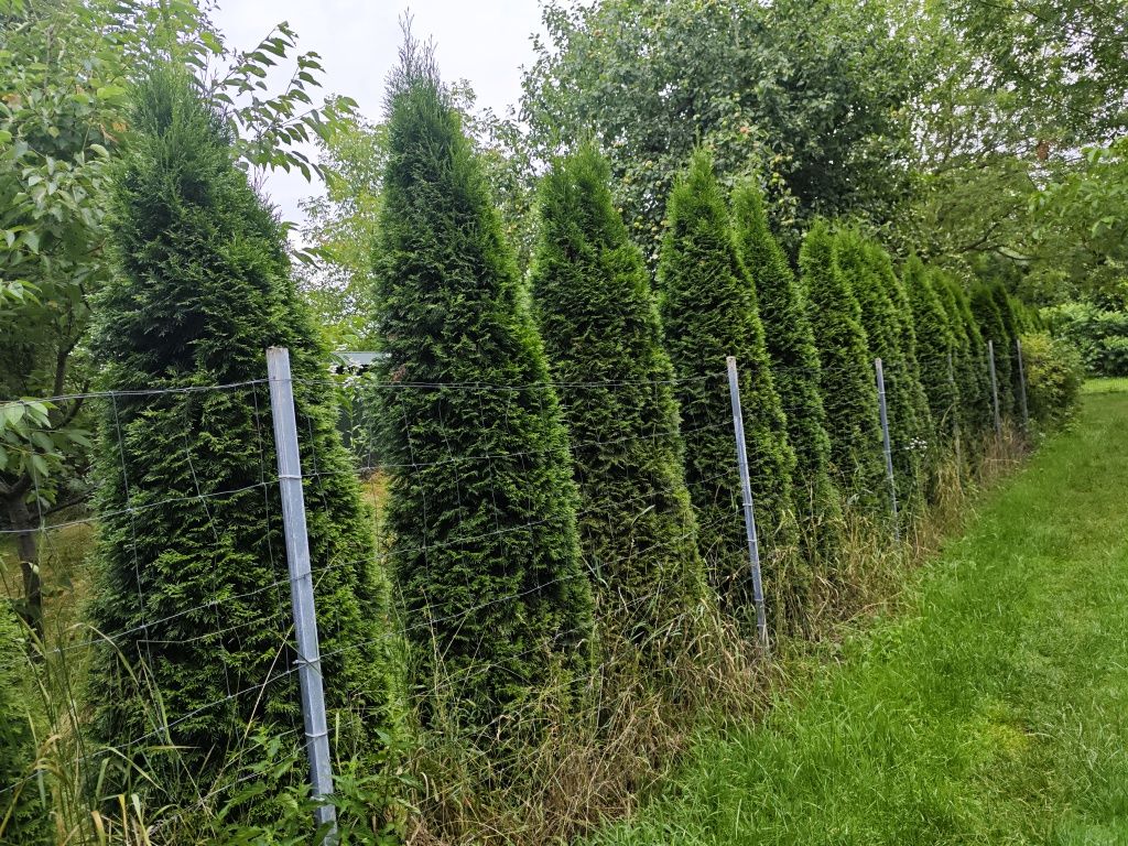 Rezerwacja Tuja szmaragd 2m - 2,5m 38 sztuk