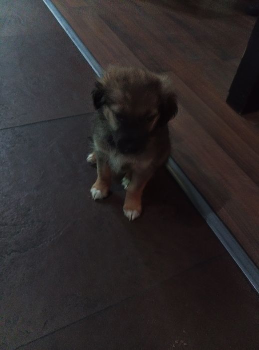 Cão para adopção - cruzado de Border collie