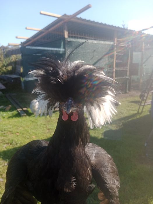 Młody Kogut białoczub