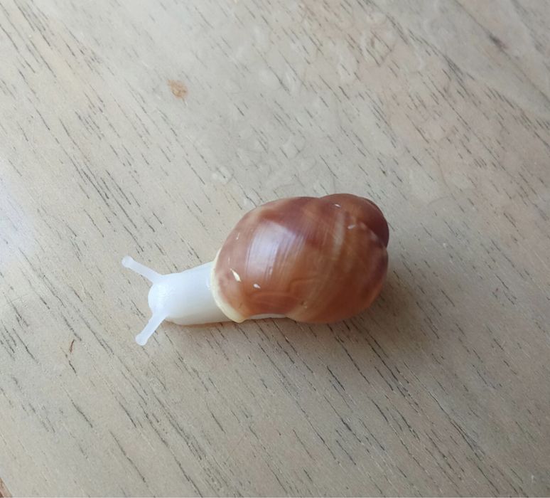 Улитята архахатины вентрикозы