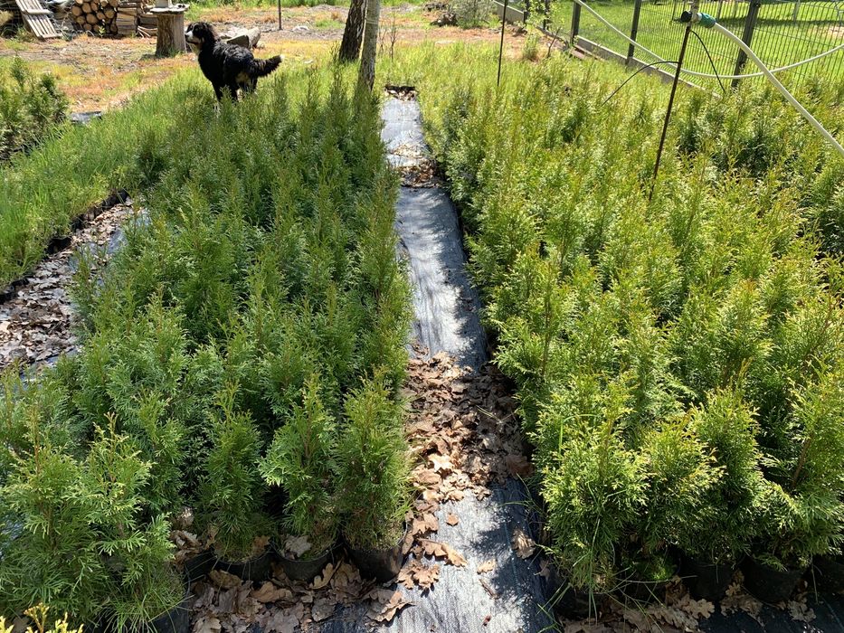 Tuja thuja szmaragd  w doniczkach 50 cm 4.50zl szt
