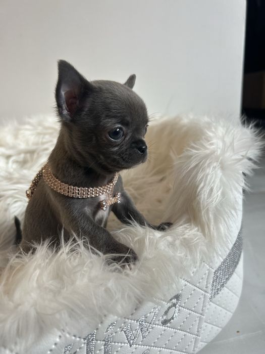 Chihuahua niebieska sunia MEGA CUDO