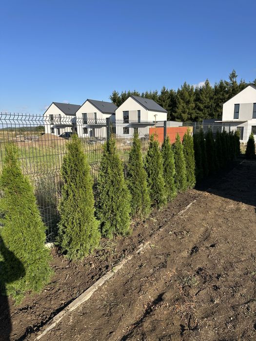 Tuja tuje szmaragd TRANSPORT SADZENIE kora świerk srebrny