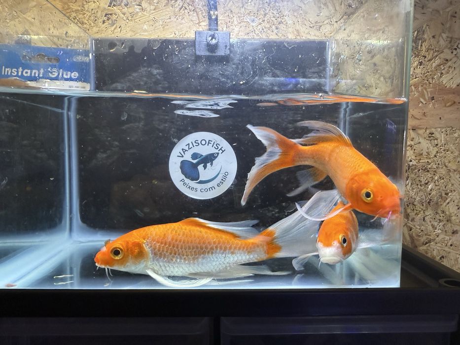 Carpa véu varias