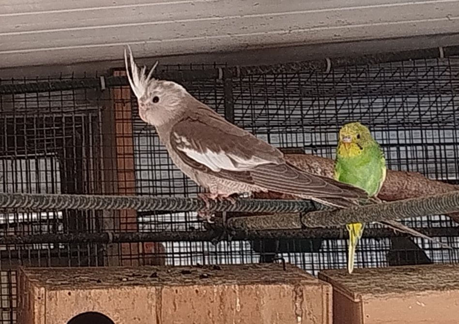 Vendo caturras deste ano
