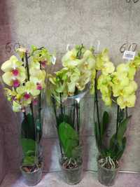 Орхідеї на 3 гілочки 550 грн.шт
