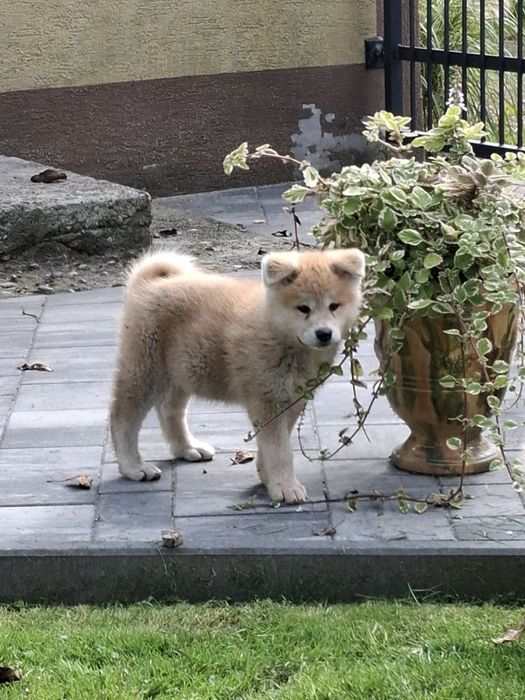 Akita inu chłopiec