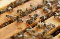 Пчелосемьи пчелы