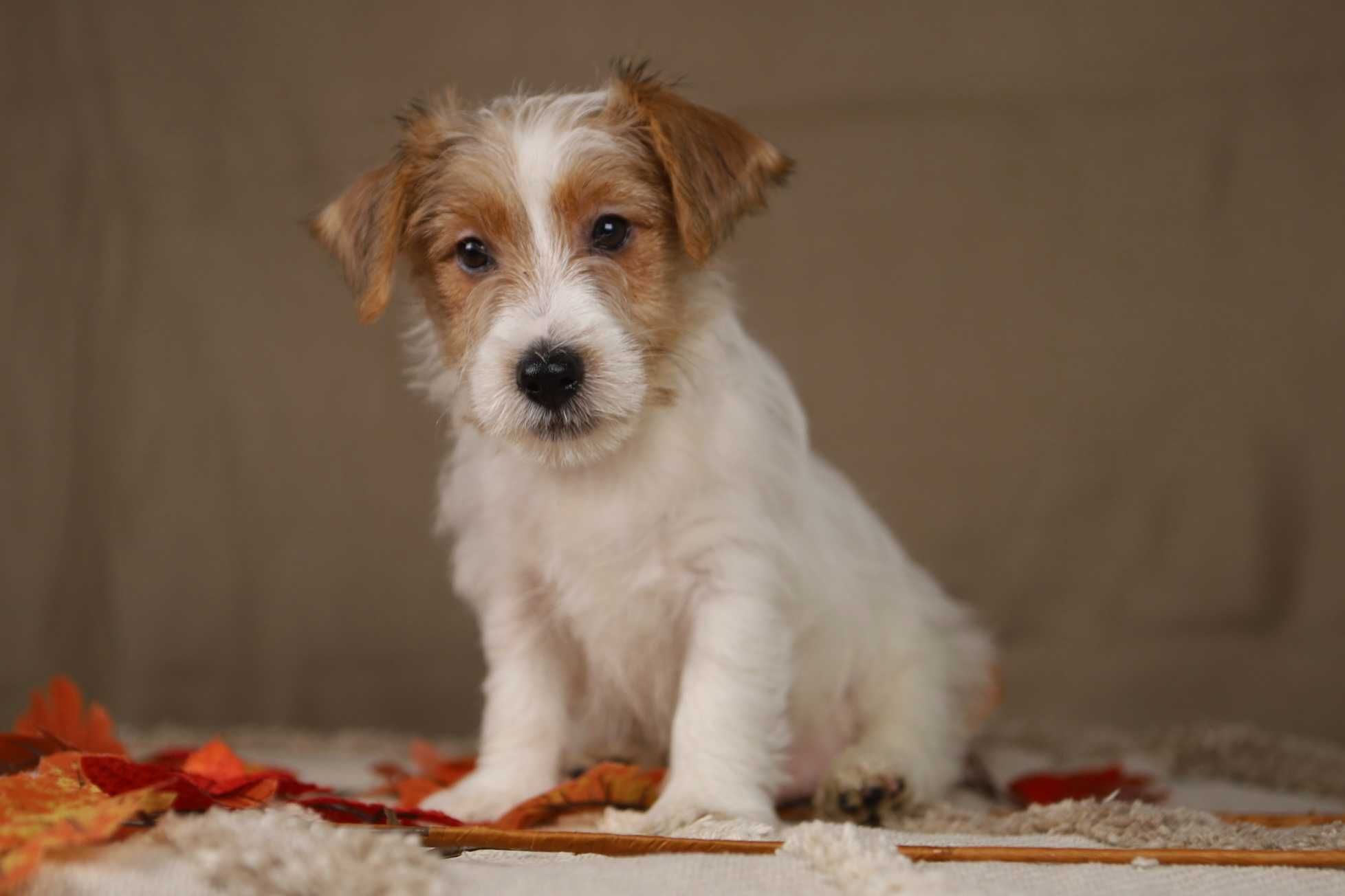 piesek Jack Russell terrier ZKWP/FCI szorstkowłosy