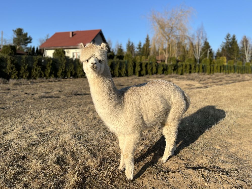 Alpaka - Samica rasy Huacaya 2latka w potwierdzonej ciąży