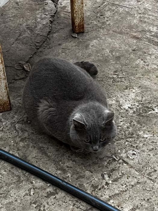 Британець Фелікс БЕЗКОШТОВНО шукає дім