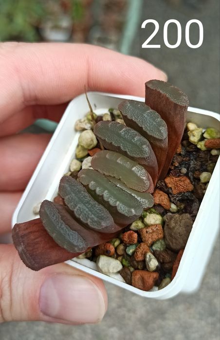 Хавортія Haworthia